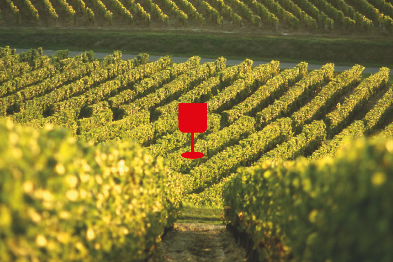 champs vignes en bourgogne